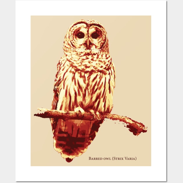 Barred Owl (no Background) Wall Art by awkwardpaige